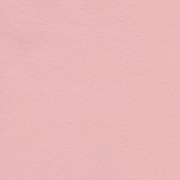 pink rose