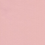 pink rose
