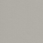 elephant gray
